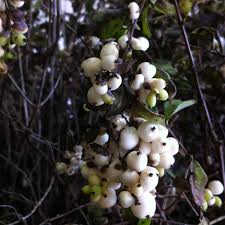 Attēlu rezultāti vaicājumam “Symphoricarpos albus fruit”