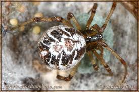 Attēlu rezultāti vaicājumam “Theridiidae”