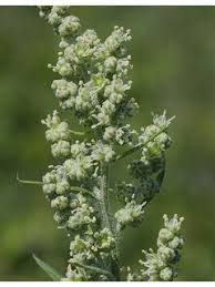 Image result for Chenopodium album