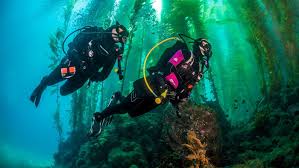 Image result for World Divers