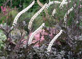 Attēlu rezultāti vaicājumam “Actaea spicata flower”