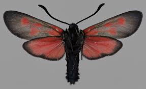 Attēlu rezultāti vaicājumam “Zygaena viciae”