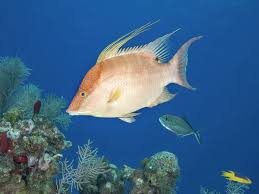 Image result for Lachnolaimus maximus