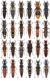 Attēlu rezultāti vaicājumam “Platydracus fulvipes”