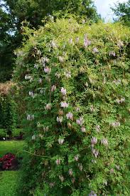 Image result for Adlumia cirrhosa