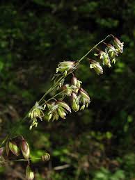 Attēlu rezultāti vaicājumam “Melica nutans flower”