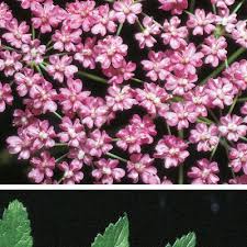 Image result for Pimpinella major