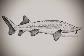 Image result for Acipenser fulvescens