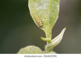 Attēlu rezultāti vaicājumam “Psyllobora vigintiduopunctata larva”