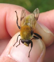 Attēlu rezultāti vaicājumam “Arctophila superbiens”