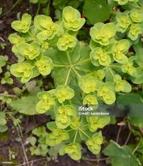 Attēlu rezultāti vaicājumam “Euphorbia helioscopia leaf”