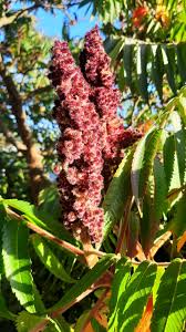 Attēlu rezultāti vaicājumam “Rhus typhina flower”