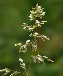 Attēlu rezultāti vaicājumam “Poa trivialis flower”
