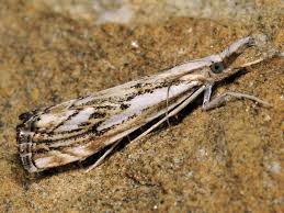 Attēlu rezultāti vaicājumam “Catoptria falsella”