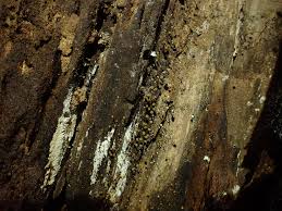 Attēlu rezultāti vaicājumam “Cribraria rubiginosa spores”