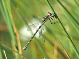 Attēlu rezultāti vaicājumam “Lestes dryas female”