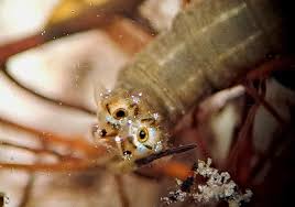 Attēlu rezultāti vaicājumam “Tipulidae larva”