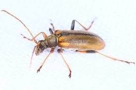 Attēlu rezultāti vaicājumam “Cortodera femorata”