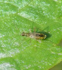 Attēlu rezultāti vaicājumam “Dicyphus sp.”