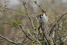 Image result for England Staffordshire Birding Club