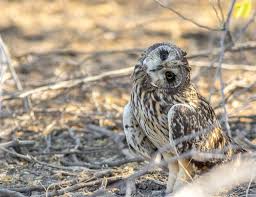 Attēlu rezultāti vaicājumam “Asio flammeus adult”