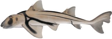 Image result for Heterodontus portusjacksoni