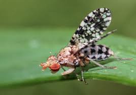 Attēlu rezultāti vaicājumam “Trypetoptera punctulata”