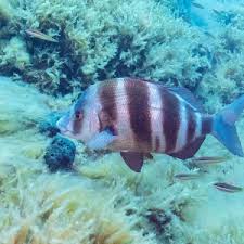 Image result for Diplodus cervinus