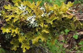 Attēlu rezultāti vaicājumam “Lobaria pulmonaria”