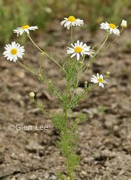 Attēlu rezultāti vaicājumam “Tripleurospermum inodorum flower”