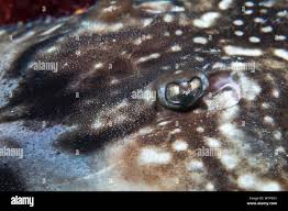 Image result for Raja undulata