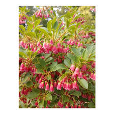 Attēlu rezultāti vaicājumam “Enkianthus campanulatus”