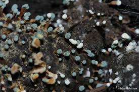 Attēlu rezultāti vaicājumam “Penicillium vulpinum”