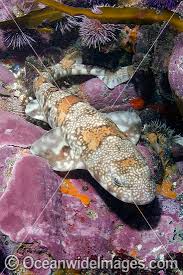 Image result for Haploblepharus edwardsii