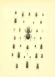 Attēlu rezultāti vaicājumam “Lebia chlorocephala”