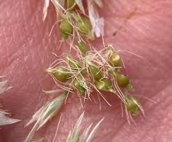 Attēlu rezultāti vaicājumam “Rhynchospora alba leaf”