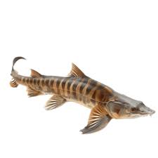 Image result for Acipenser oxyrinchus oxyrinchus