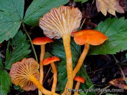 Attēlu rezultāti vaicājumam “Hygrocybe cantharellus”