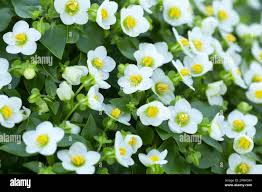 Image result for Exacum affine