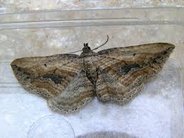 Attēlu rezultāti vaicājumam “Horisme vitalbata”