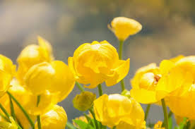 Attēlu rezultāti vaicājumam “Trollius europaeus bud”