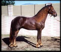 Image result for chestnut friesian