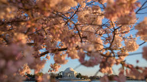 Image result for "cherry blossom" washington