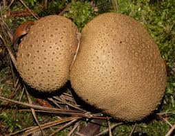 Attēlu rezultāti vaicājumam “Scleroderma citrinum”