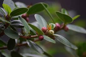 Attēlu rezultāti vaicājumam “Euonymus europaeus bud”