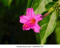 Attēlu rezultāti vaicājumam “Viola mirabilis flower”