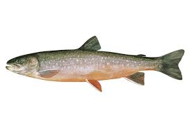 Image result for Salvelinus alpinus oquassa
