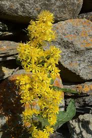 Attēlu rezultāti vaicājumam “Solidago virgaurea”