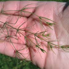 Attēlu rezultāti vaicājumam “Chara intermedia”