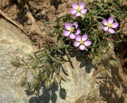 Attēlu rezultāti vaicājumam “Spergularia rubra flower”